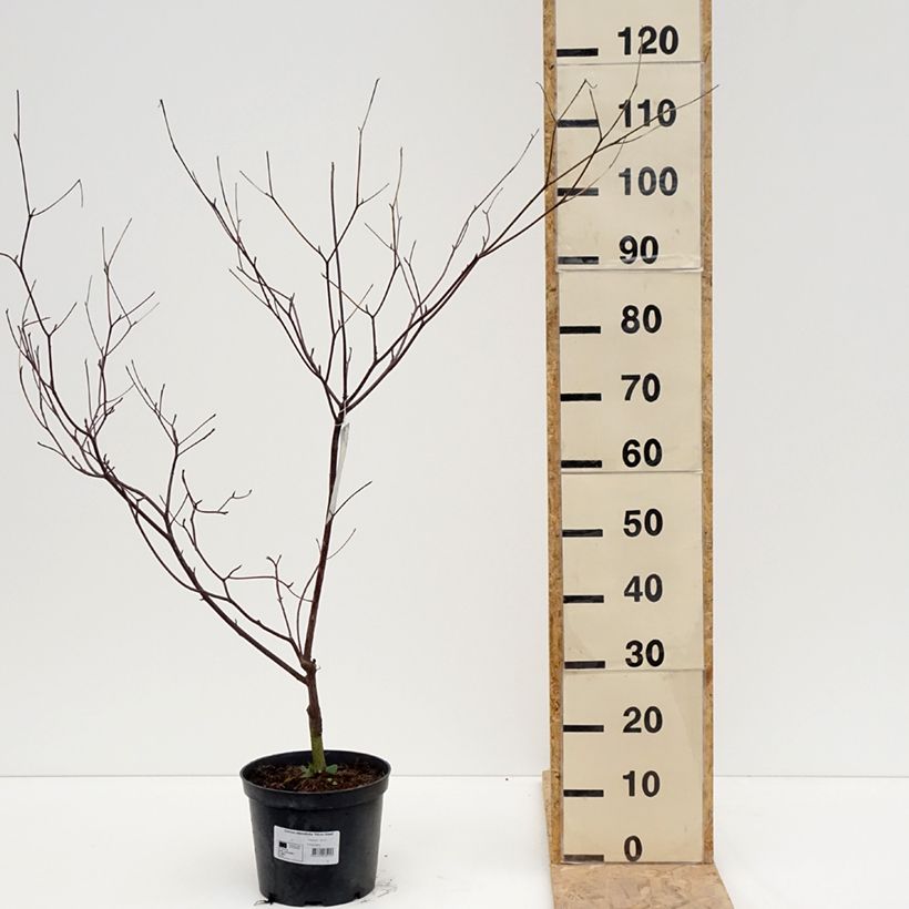 Cornus alternifolia Silver Giant - Cornejo de hojas alternas Maceta 4L/5LAltura de entrega aprox. 60/80cm Ejemplar entregado en la primavera