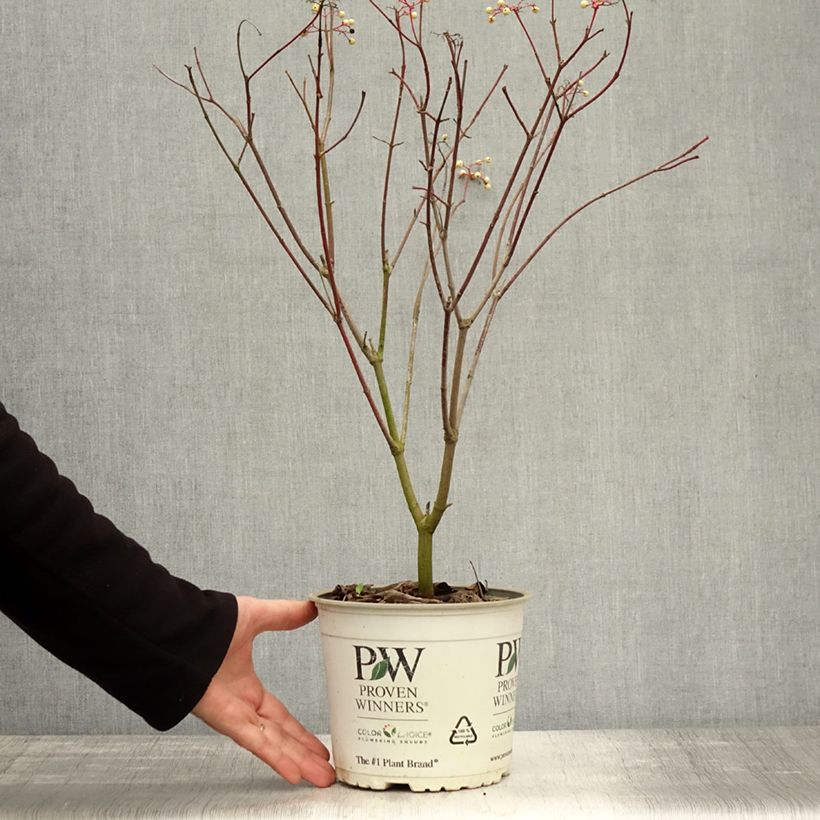 Ejemplar de Cornus asperifolia var. drummondii Sunshiny Drops Maceta 2L/3L entregado en otoño