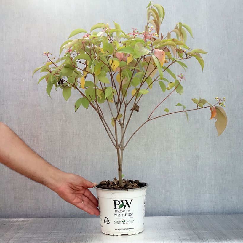 Ejemplar de Cornus asperifolia var. drummondii Sunshiny Drops Maceta 2L/3L entregado en verano