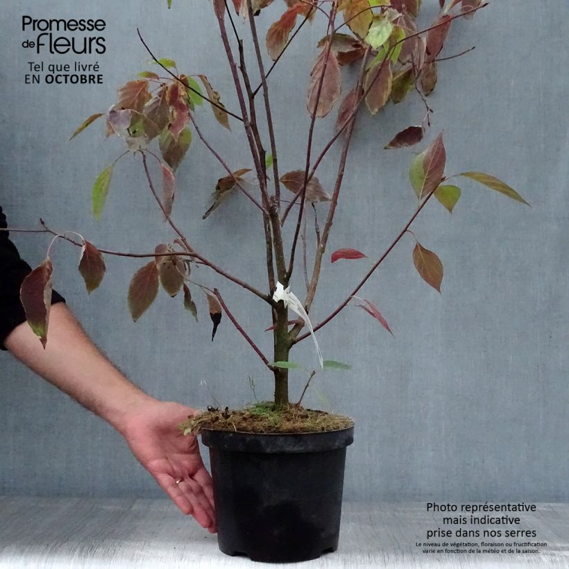 Ejemplar de Cornus controversa - Cornejo de mesa Maceta 4L/5L entregado en otoño
