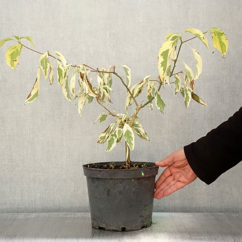 Ejemplar de Cornus controversa Gold Star - Cornejo de mesa Maceta 4L/5L entregado en otoño