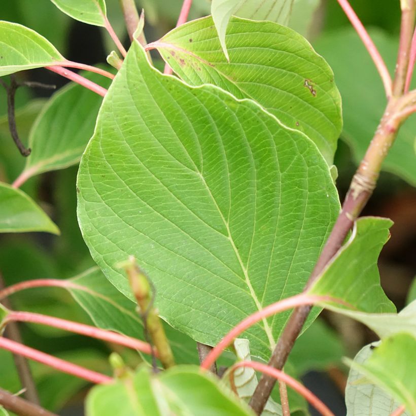Cornus controversa Green Carpet - Cornejo de mesa (Follaje)