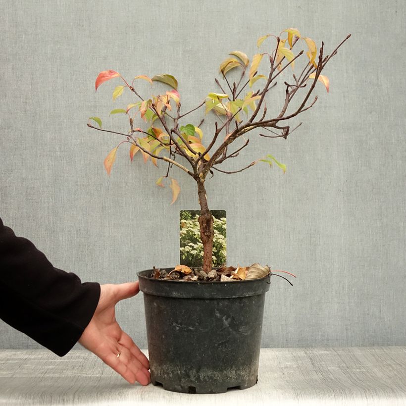 Ejemplar de Cornus controversa Green Carpet - Cornejo de mesa Maceta 4L/5L entregado en otoño