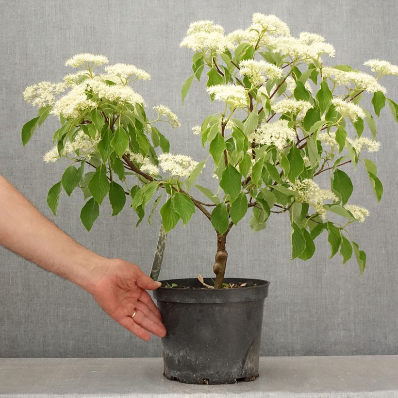 Cornus controversa Green Carpet - Cornejo de mesa Maceta 4L/5LAltura de entrega aprox. 40/60cm Ejemplar entregado en la primavera