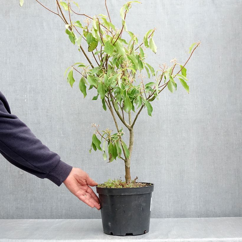 Cornus controversa Laska - Cornejo de mesa Maceta 4L/5LAltura de entrega aprox. 40/60cm Ejemplar entregado en la primavera