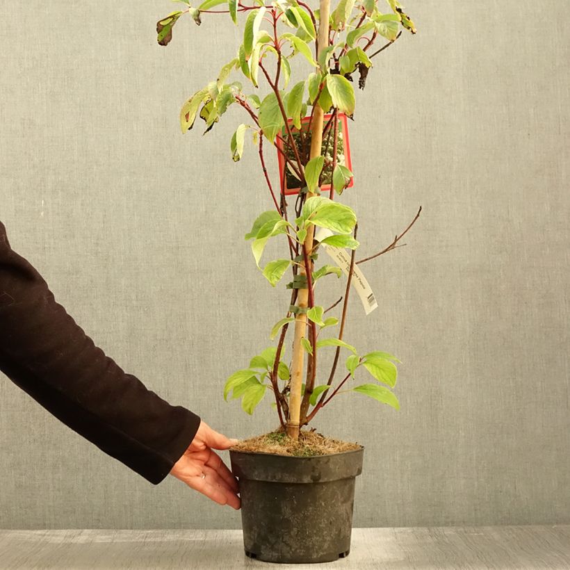 Ejemplar de Cornus controversa Pagoda - Cornejo de mesa Maceta 4L/5L entregado en otoño