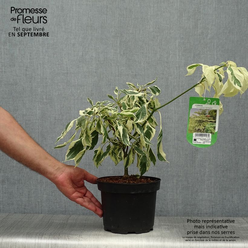 Ejemplar de Cornus controversa Variegata - Cornejo de mesa Maceta 4L/5L entregado en otoño