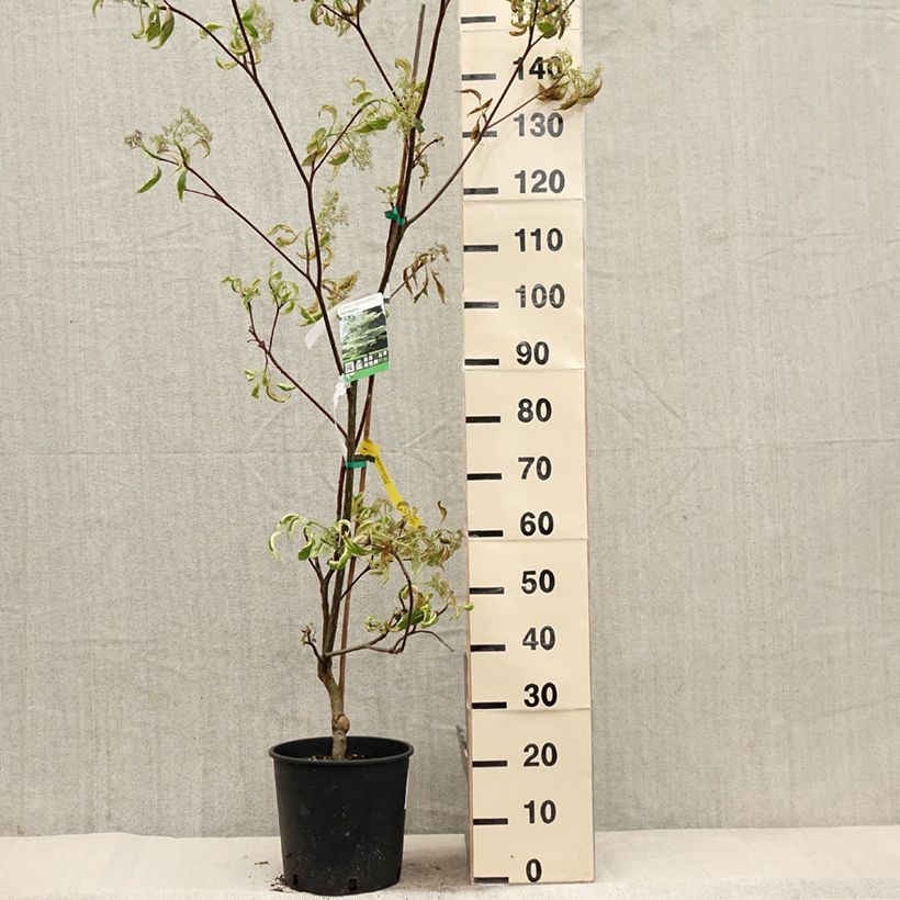 Cornus controversa Variegata - Cornejo de mesa Maceta 7,5L/10LAltura de entrega aprox. 100/120cm Ejemplar entregado en la primavera