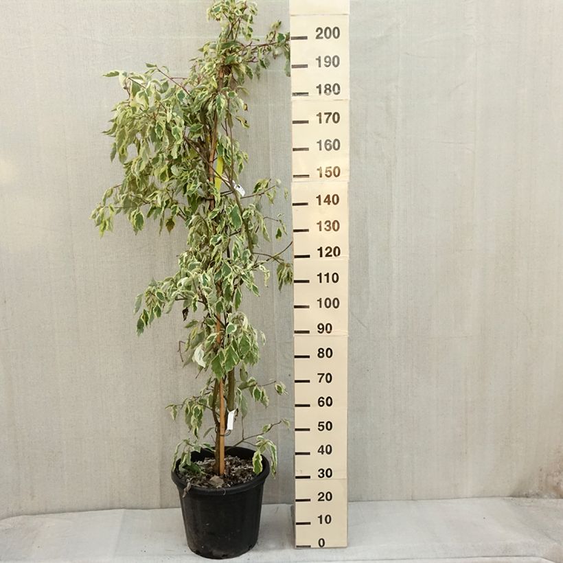 Ejemplar de Cornus controversa Variegata - Cornejo de mesa Maceta 30L/35LAltura de entrega aprox. 125/150cm entregado en otoño