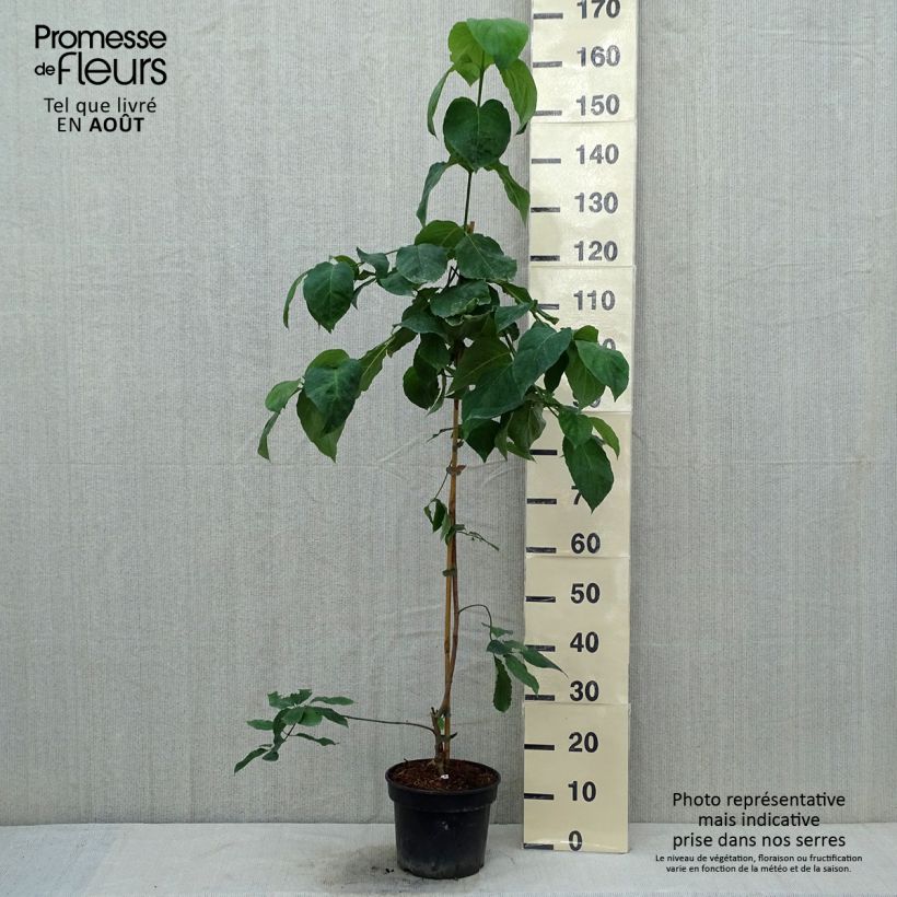 Ejemplar de Cornus Eddie's White Wonder Maceta 4L/5L entregado en verano