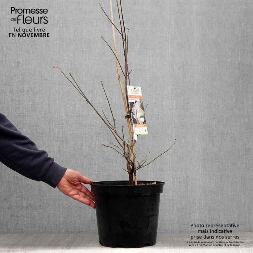 Ejemplar de Cornus florida Cloud Nine Maceta 7,5L/10L entregado en otoño