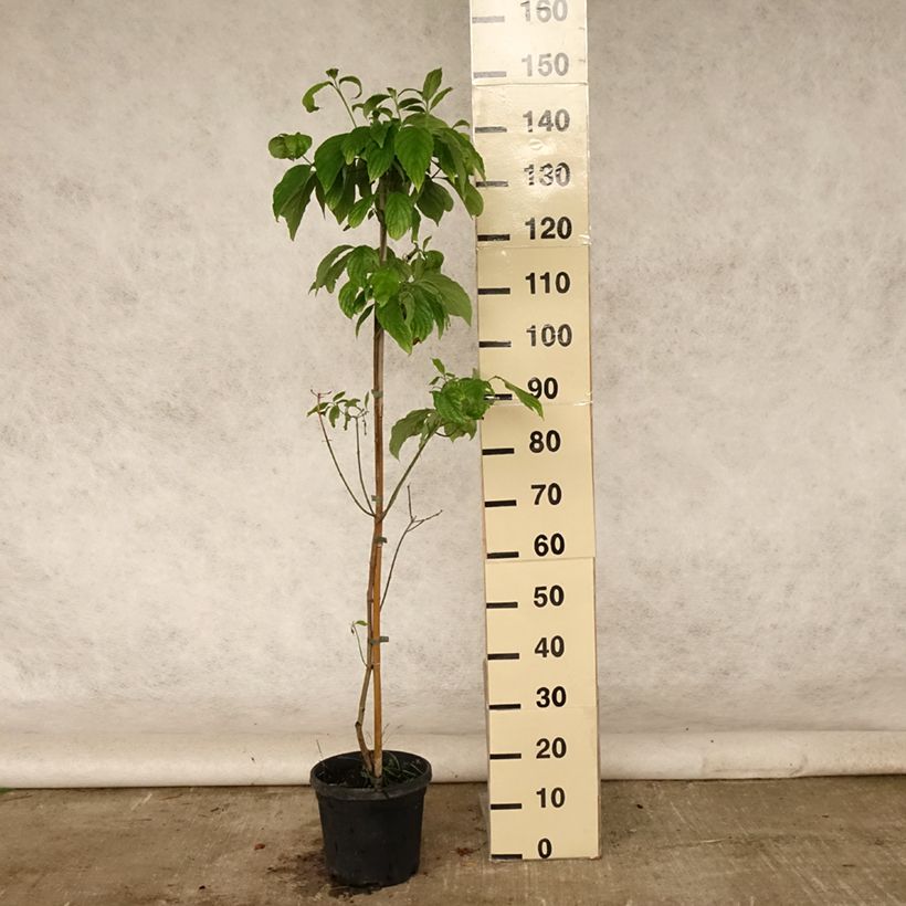 Ejemplar de Cornus florida Cloud Nine - Cornouiller à fleurs d'Amérique. Pot de 4L/5LHauteur livrée env. 40/50cm entregado en verano