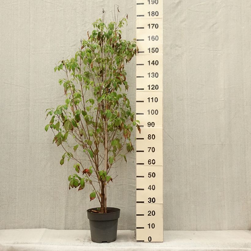Ejemplar de Cornus florida - Cornejo florido Maceta 7,5L/10L entregado en verano