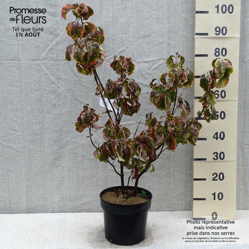 Ejemplar de Cornus florida Rainbow - Cornouiller de Floride panaché en pot de 6/7L entregado en verano