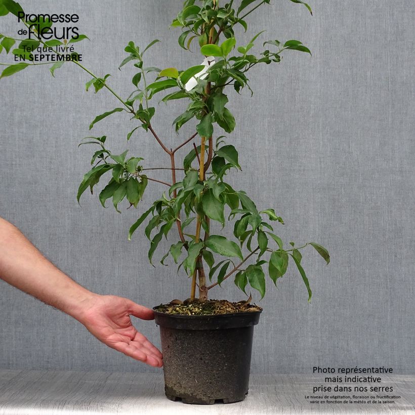 Ejemplar de Cornus hongkongensis Maceta 2L/3L entregado en otoño