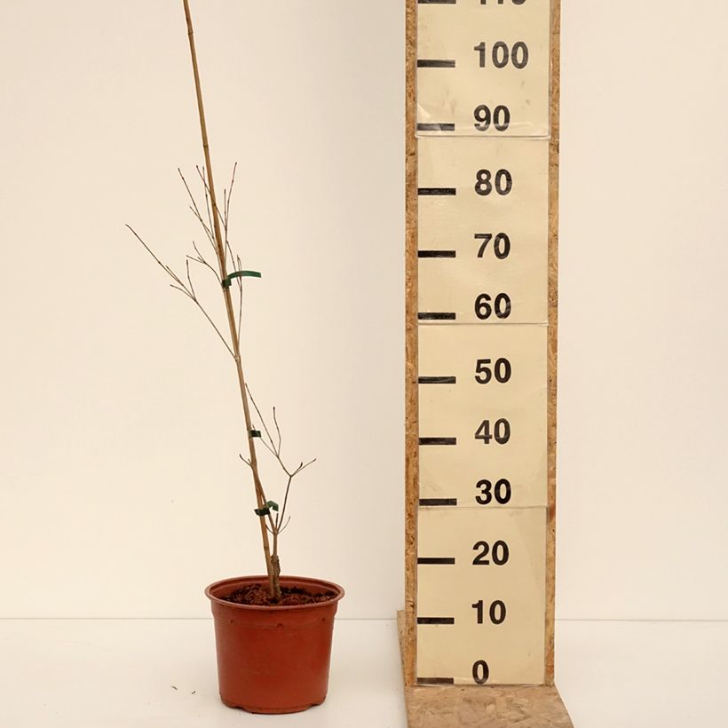 Cornus kousa Beni-fuji - Cornouiller du Japon - Pot de 4L/5L Ejemplar entregado en invierno