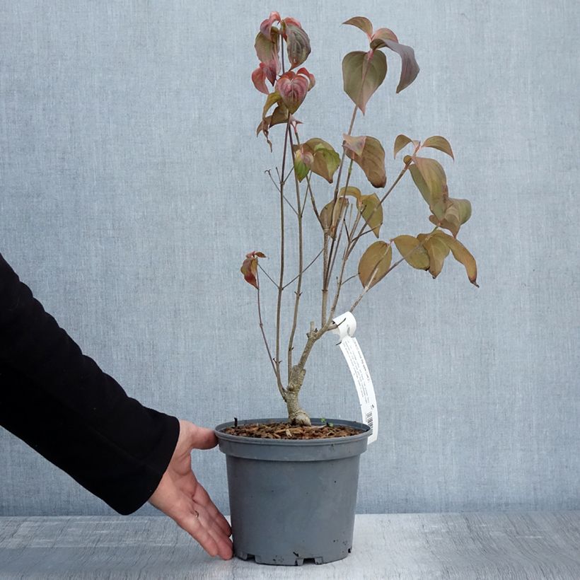 Ejemplar de Cornus kousa Big Apple Maceta 3L/4L entregado en otoño
