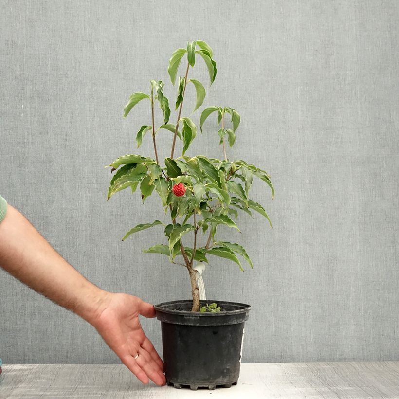 Ejemplar de Cornus kousa Big Apple - Cornouiller du Japon - Pot de 3L/4L entregado en verano