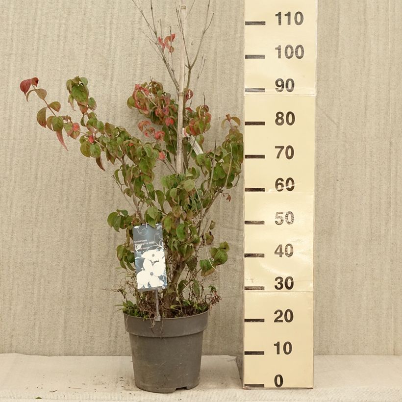 Ejemplar de Cornus kousa Blooming Pink Tetra Maceta 7,5L/10L entregado en otoño