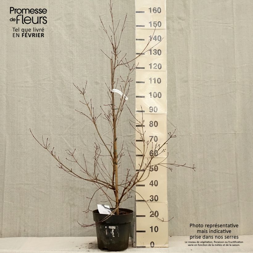 Cornus kousa Blooming White Tetra Maceta 7,5L/10L Ejemplar entregado en invierno