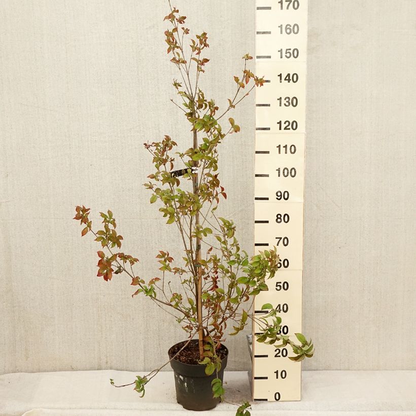 Cornus kousa Blooming White Tetra - Cornouiller hybride - Pot de 7,5L/10L Ejemplar entregado en la primavera