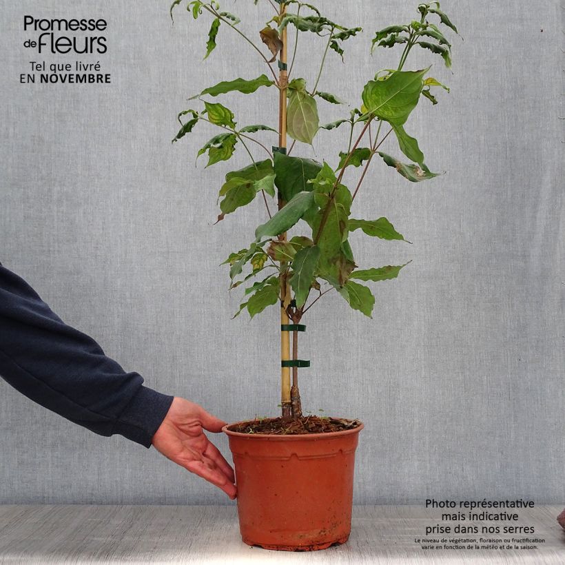 Ejemplar de Cornus kousa Cappuccino Maceta 6L/7L entregado en otoño