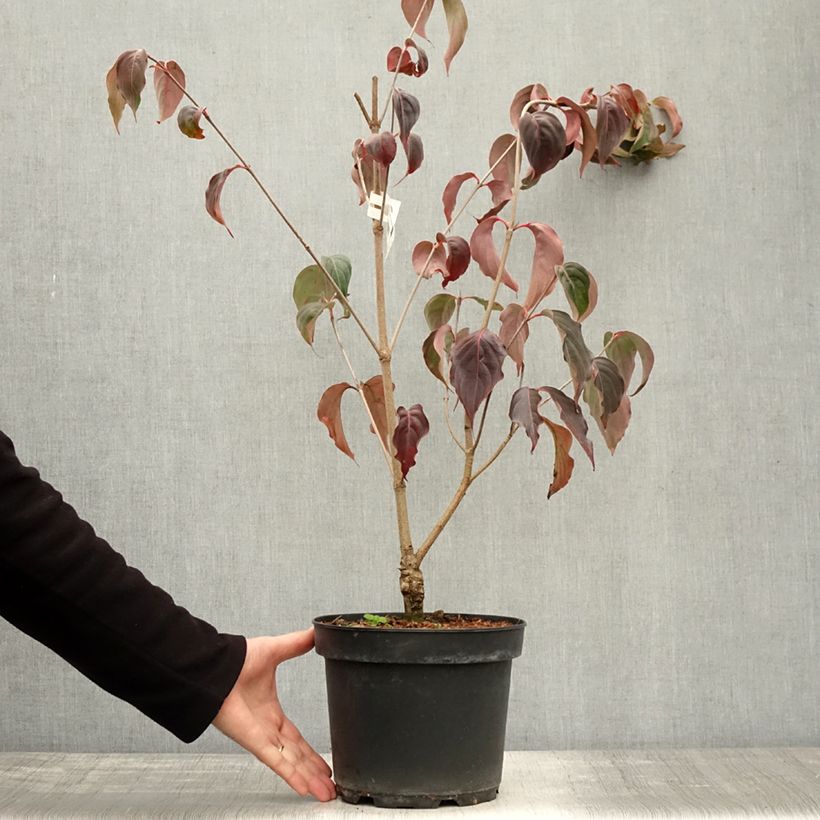 Ejemplar de Cornus kousa China Girl Maceta 4L/5L entregado en otoño