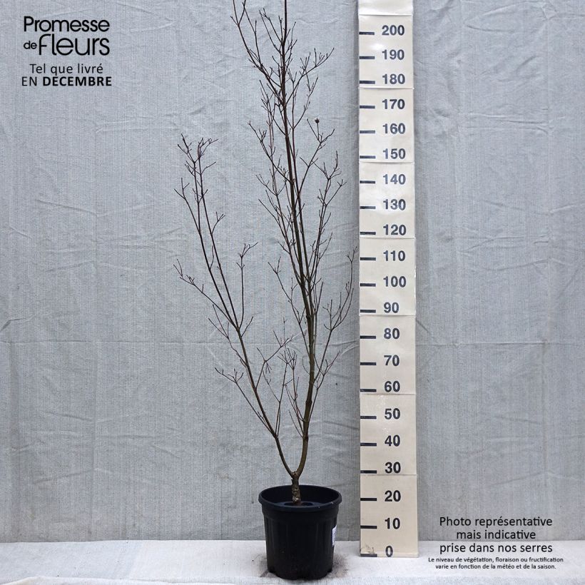 Cornus kousa Couronne Maceta 12L/15L Ejemplar entregado en invierno