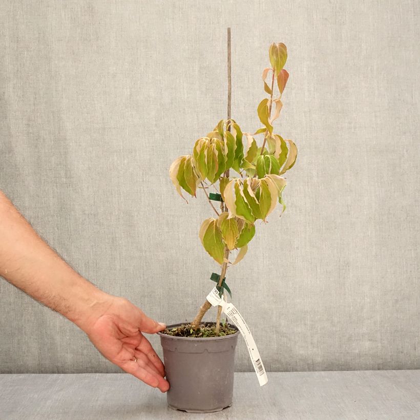 Ejemplar de Cornus kousa Flower Tower Maceta 1L/1,5L entregado en verano