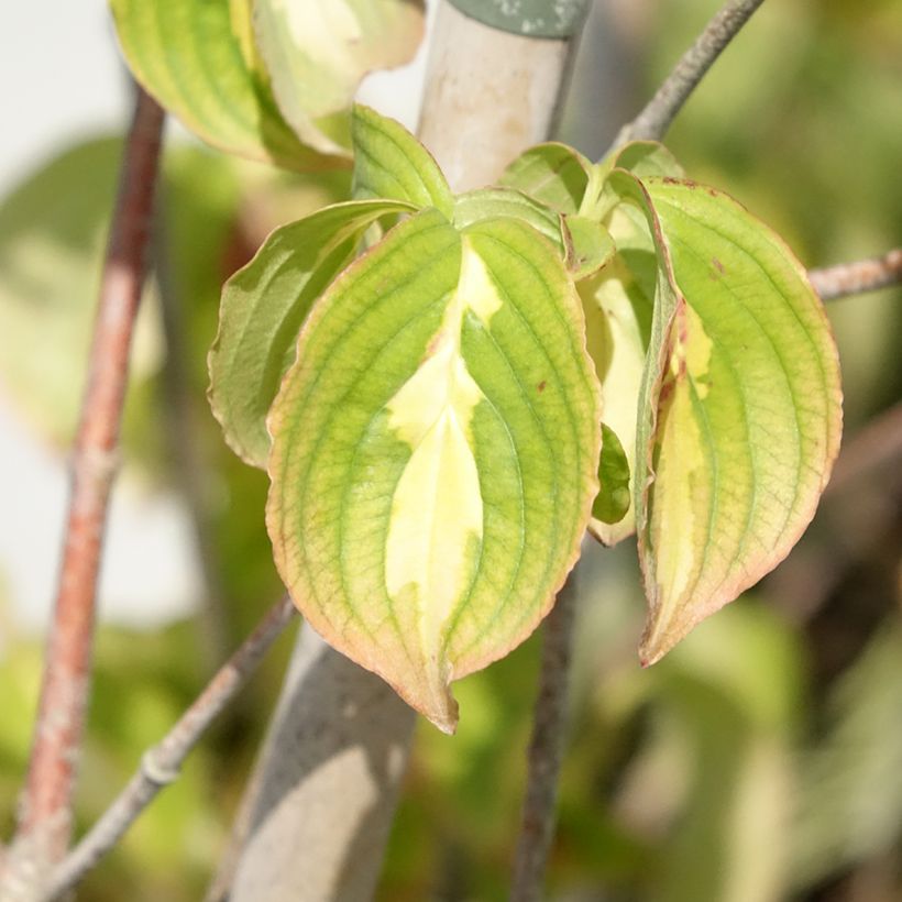 Cornus kousa Gold Star (Follaje)