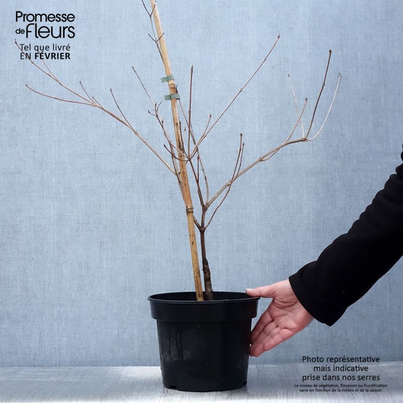Cornus kousa Gold Star Maceta 4L/5L Ejemplar entregado en invierno