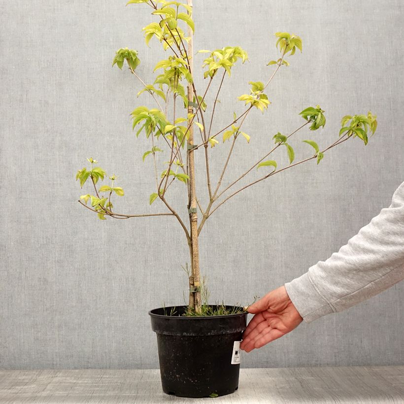 Cornus kousa Gold Star - Cornouiller du Japon - Pot de 4L/5L Ejemplar entregado en la primavera
