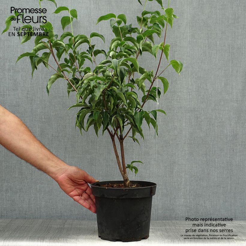 Ejemplar de Cornus kousa Milky Way Maceta 4L/5L entregado en otoño