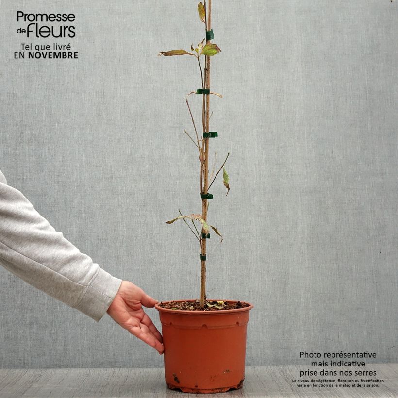 Ejemplar de Cornus kousa Pevé Foggy Maceta 4L/5L entregado en otoño