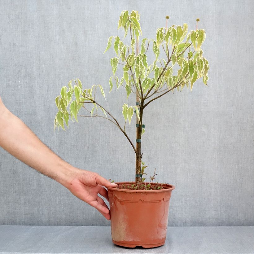 Ejemplar de Cornus kousa Pevé Foggy Maceta 4L/5L entregado en verano