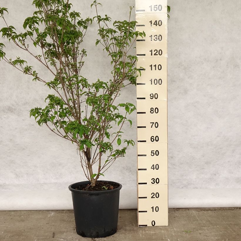 Cornus kousa Roberts Select Maceta 12L/15LAltura de entrega aprox. 80/100cm Ejemplar entregado en la primavera