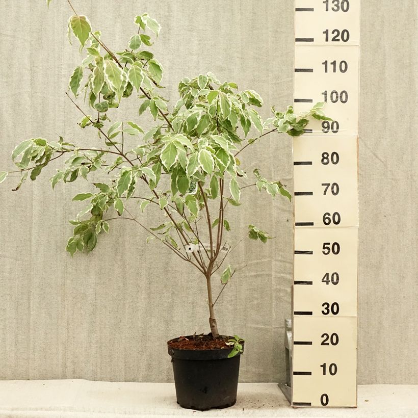 Ejemplar de Cornus kousa Samaritan Maceta 4L/5L entregado en verano
