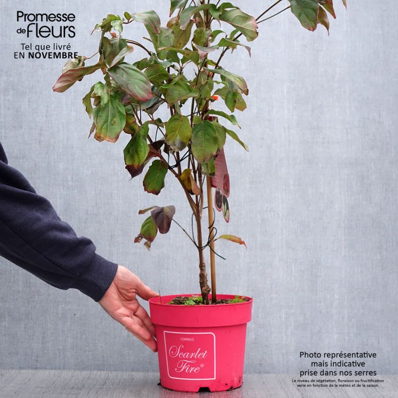 Ejemplar de Cornus kousa Scarlet Fire Maceta 4L/5L entregado en otoño