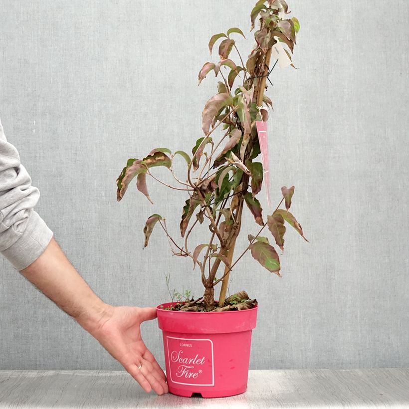 Ejemplar de Cornus kousa Scarlet Fire - Cornouiller du Japon Pot de 4L/5LHauteur livrée env. 40/60cm entregado en verano