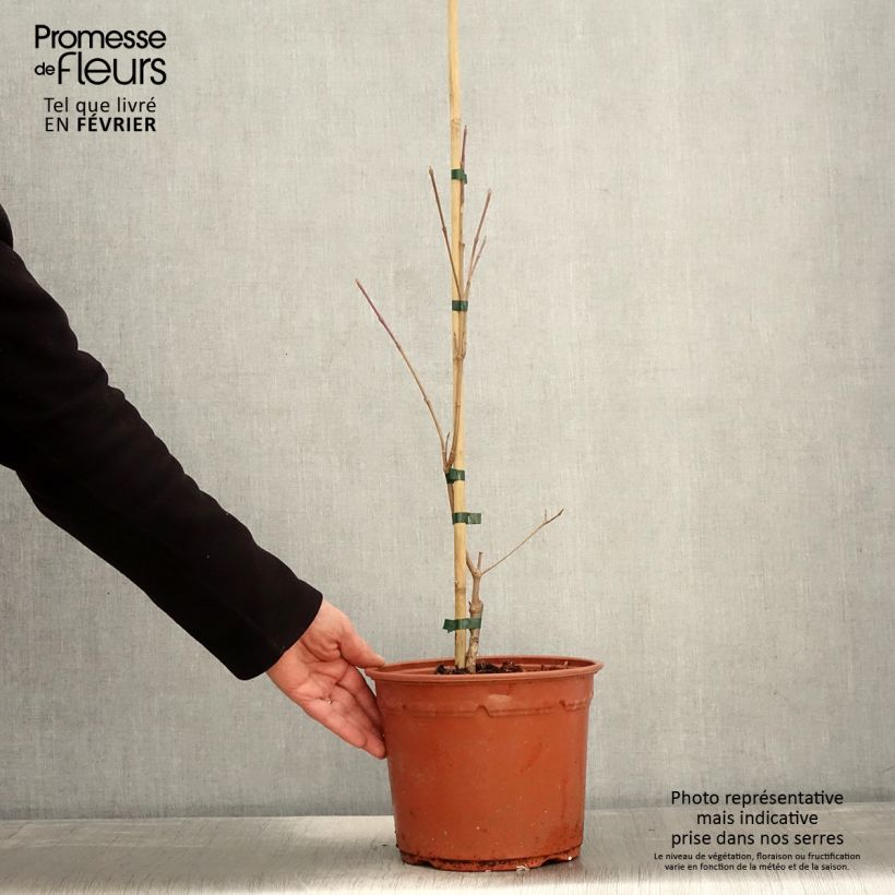 Cornus kousa Shira-yuki Maceta 4L/5L Ejemplar entregado en invierno