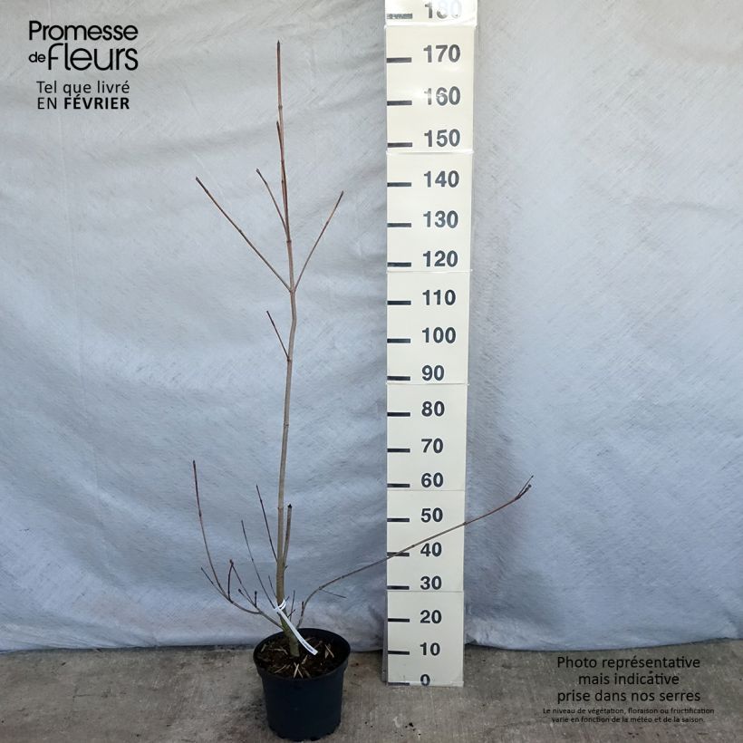 Cornus Venus Maceta 7,5L/10L Ejemplar entregado en invierno
