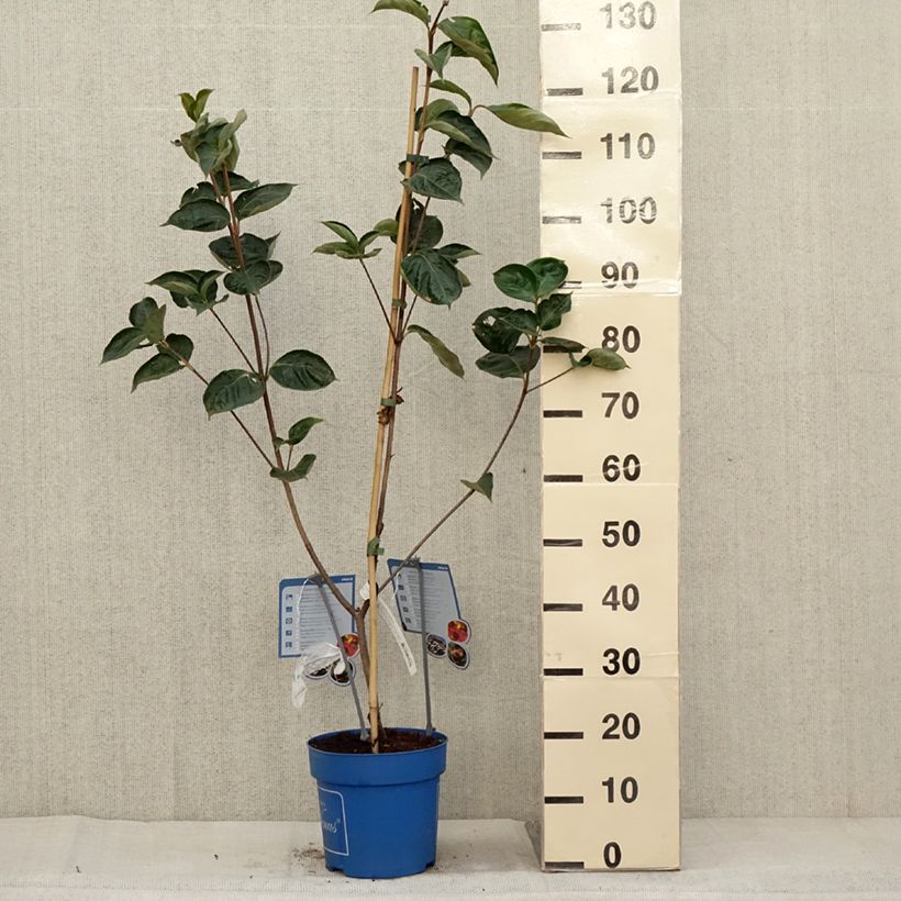Ejemplar de Cornus Venus Maceta 6L/7L entregado en otoño