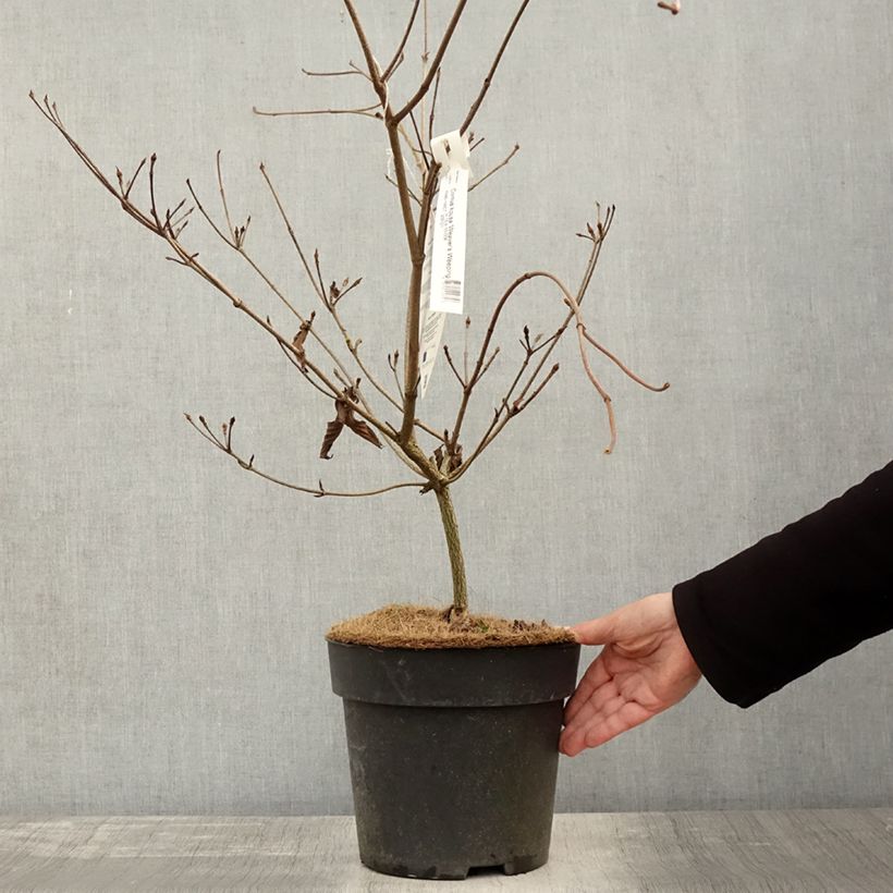Ejemplar de Cornus kousa Weaver's Weeping Maceta 6L/7L entregado en otoño