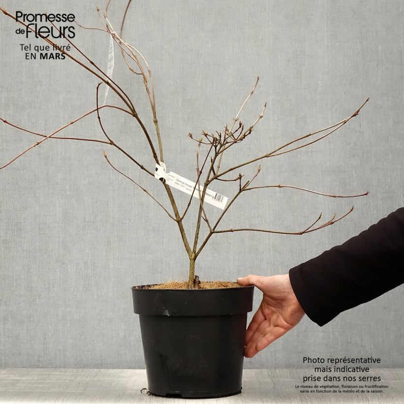 Cornus kousa Weaver's Weeping (Weaver) - Cornouiller du Japon - Pot de 6L/7L Ejemplar entregado en la primavera