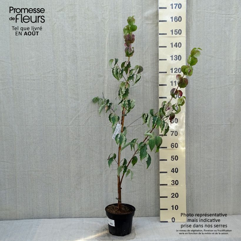 Ejemplar de Cornus kousa Weisse Fontaine Maceta 4L/5L entregado en verano