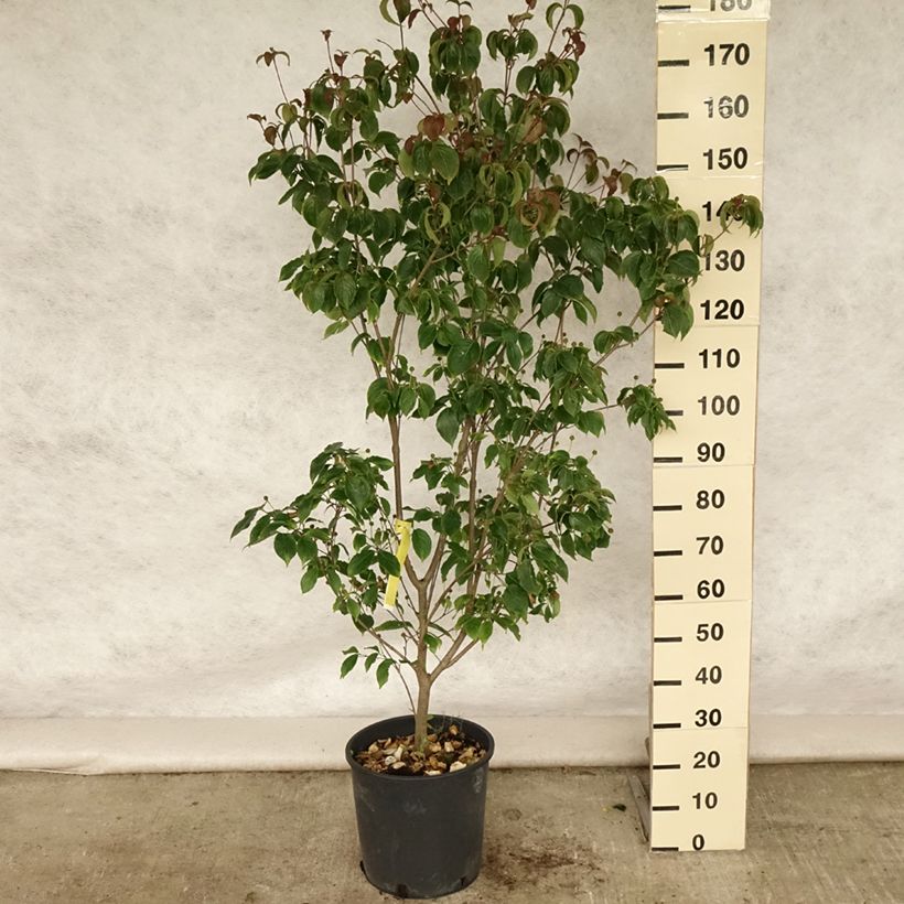 Ejemplar de Cornus kousa Wieting's Select - Cornouiller du Japon Pot de 18L/20L entregado en verano