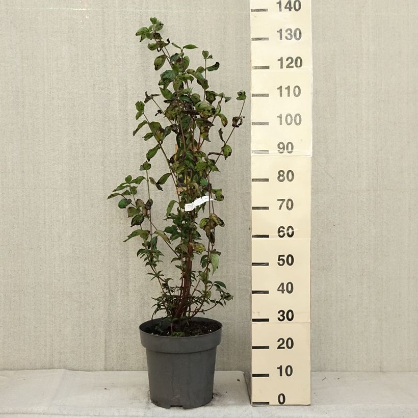 Ejemplar de Cornus mas - Cornejo macho Maceta 12L/15L entregado en otoño
