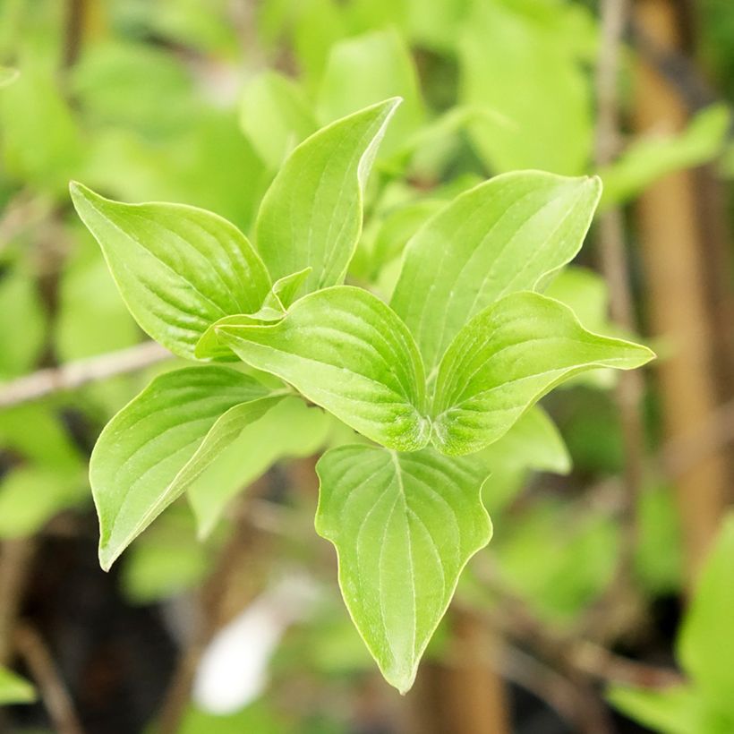 Cornejo macho Flava - Cornus mas (Follaje)