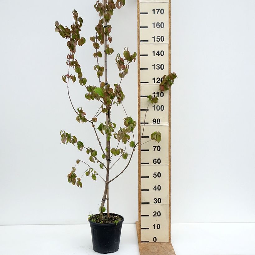Ejemplar de Cornejo macho Flava - Cornus mas Maceta 7,5L/10L entregado en verano