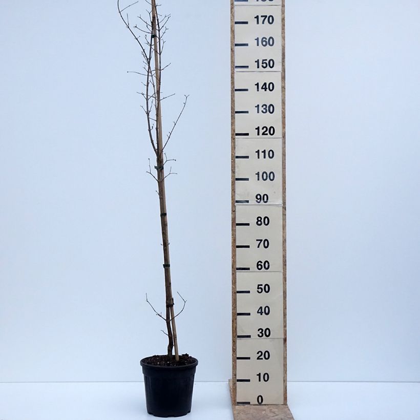 Cornejo macho Flava - Cornus mas Maceta 7,5L/10L Ejemplar entregado en invierno
